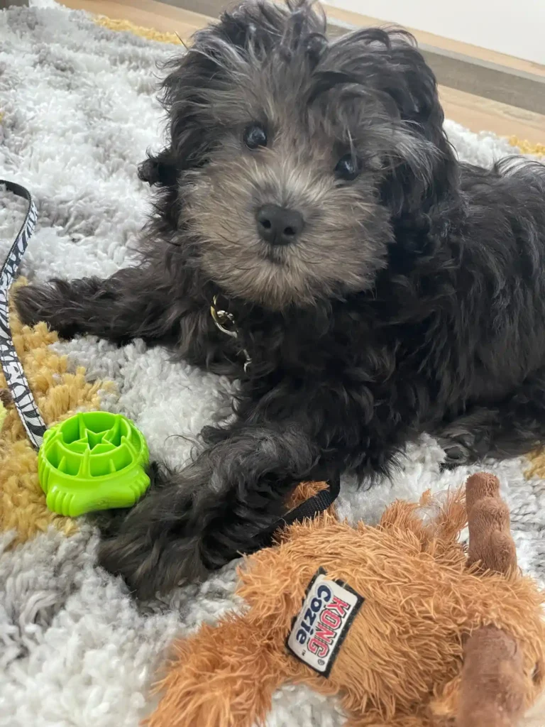dog in the image appears to be a Schnoodle or an Aussiedoodle